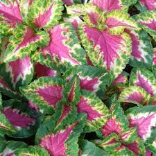 Pink Coleus Flower Seeds for Planting – Heirloom Non-GMO High Germination Organic Garden Seeds