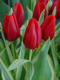 Tulip Flower Seeds Red Heirloom Non-GMO High Germination Organic Garden Seeds for Planting