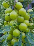 Amla Tree Seeds – Indian Gooseberry (Big Fruit) Fruit Seeds for Planting – Heirloom Non-GMO High Germination Organic Garden Seeds