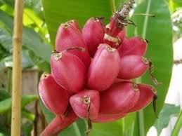 Musa Yunnan Banana Seeds Heirloom Non-GMO High Germination Organic Garden Seeds for Planting