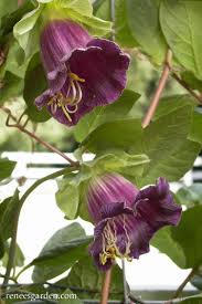 Purple Climbing Cathedral Bells Flower Seeds for Planting – Heirloom Non-GMO High Germination Organic Garden Seeds Seeds for Planting