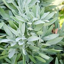 Green Sage Salvia Plant Seeds – Heirloom Non-GMO High Germination Organic Garden Seeds