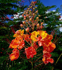 Red Yellow Caesalpinia Flower Seeds – Heirloom Non-GMO High Germination Organic Garden Seeds