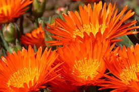 Orange Mesembryanthemum Flower Seeds – Heirloom, Non-GMO, High Germination Seeds