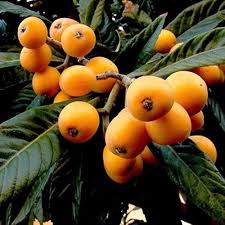 Orange Medlar Seeds for Planting – Heirloom Non-GMO High Germination Organic Garden Seeds