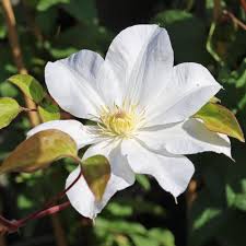Giant Clematis Flower Seeds White – Heirloom, Non-GMO, High Germination Organic Garden Seeds for Planting