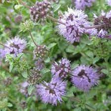 Purple Pennyroyal herb seeds