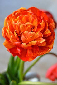 Sunlover Tulip Flower Seeds Heirloom Non-GMO High Germination Organic Garden Seeds for Planting
