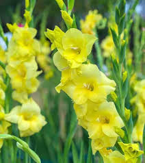 Gladiolus Yellow Flower Seeds – Heirloom, Non-GMO, High Germination Seeds