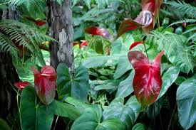 Rare Pigtail Anthurium Flower Seeds Heirloom Non-GMO High Germination Organic Garden Seeds for Planting