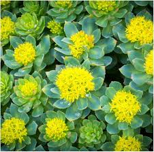 Yellow Rhodiola Rosea Flower Seeds Heirloom Non-GMO High Germination Organic Garden Seeds for Planting