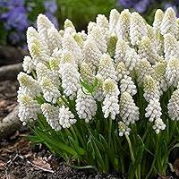 Weiße Muscari Macrocarpum Blumensamen – Alte Sorte, gentechnikfrei, keimstarke Bio-Gartensamen zum Pflanzen