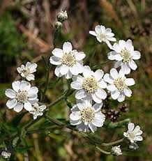 White Double Achillea Flower Seeds – Heirloom Non-GMO High Germination