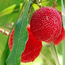 Rote Myrica Samen Heirloom Gentechnikfrei Hohe Keimrate Bio-Gartensamen zum Pflanzen