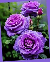 Rose Flower Seeds Purple for Planting – Heirloom Non-GMO High Germination Organic Garden Seeds