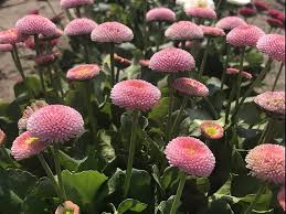 Pink Bellis Pomponette Flower Seeds Heirloom Non-GMO High Germination Organic Garden Seeds