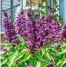 Purple Salvia Flower Seeds Heirloom Non-GMO High Germination Organic Garden Seeds for Planting