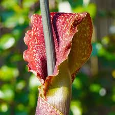 Red Amorphophallus Titanum Flower Seeds for Planting Heirloom Non-GMO High Germination Organic Garden Seeds