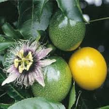 Yellow Passionfruit Seeds Heirloom Non-GMO High Germination Organic Garden Seeds for Planting