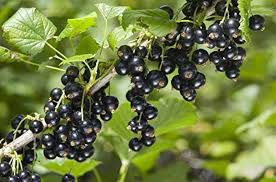 Currant Seeds Black Heirloom Non-GMO High Germination Organic Garden Seeds for Planting