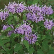 Semillas de flores de Monarda Fistulosa púrpura – Semillas orgánicas de jardín para plantar, de herencia, no transgénicas y de alta germinación