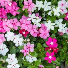 Pink Periwinkle Flower Seeds – Heirloom Non-GMO High Germination Organic Garden Seeds for Planting