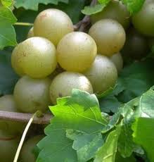 Scuppernong Seeds for Planting – Heirloom Non-GMO High Germination Organic Garden Seeds