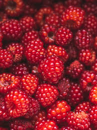 Salmonberry Seeds Heirloom Non-GMO High Germination Organic Garden Seeds for Planting