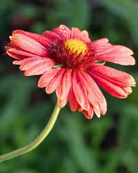 Red Grandiflora Flower Seeds – Heirloom Non-GMO High Germination Organic Garden Seeds for Planting
