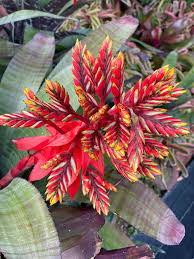 Red Aechmea Chantinii Flower Seeds – Heirloom, Non-GMO, High Germination Organic Garden Seeds for Planting