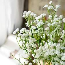 White Chaerophyllum Flower Seeds – Heirloom, Non-GMO, High Germination Organic Garden Seeds for Planting