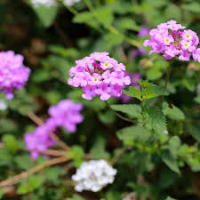Lantana Flower Seeds Pink – Heirloom, Non-GMO, High Germination Seeds