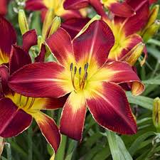 Hemerocallis Flower Seeds Red – Heirloom, Non-GMO, High Germination Seeds