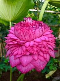 Pink Rhizoma Flower Seeds Heirloom Non-GMO High Germination Organic Garden Seeds for Planting