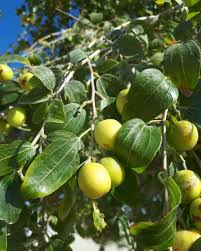 Ziziphus spina-christi Fruit Seeds for Planting – Heirloom Non-GMO High Germination Organic Garden Seeds