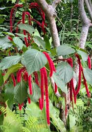 Red Acalypha Flower Seeds Heirloom Non-GMO High Germination Organic Garden Seeds for Planting