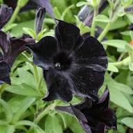 Black Petunia Seeds for Planting – Heirloom Non-GMO High Germination Organic Seeds