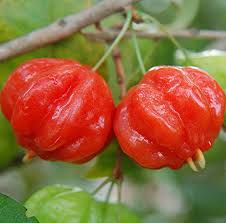 Surinam-Samen Rot – Alte Sorte, gentechnikfrei, hohe Keimrate, Bio-Gartensamen zum Pflanzen