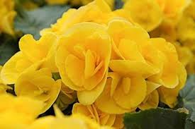 Yellow Double Begonia Flower Seeds for Planting – Heirloom, Non-GMO, High Germination