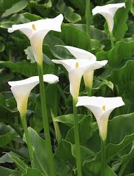 Zantedeschia Aethiopica Flower Seeds – Heirloom Non-GMO High Germination Organic Garden Seeds