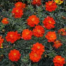 Light Red Cosmos Flower Seeds for Planting – Heirloom Non-GMO High Germination Seeds