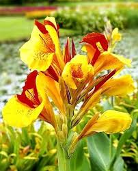 Yellow Red Cleopatra Flower Seeds – Heirloom Non-GMO High Germination Organic Garden Seeds