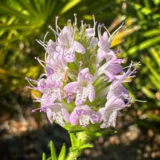 Perennial Thyme Flower Seeds – Heirloom, Non-GMO, High Germination Seeds