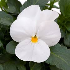 Viola Riviniana Flower Seeds – Heirloom, Non-GMO, High Germination Organic Garden Seeds for Planting