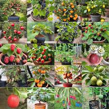 Mixed Patio Potted Fruit Seeds – Heirloom, Non-GMO, High Germination Organic Garden