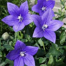 Platycodon Grandiflorus Blumensamen – Alte Sorte, gentechnikfrei, keimfreudige Bio-Gartensamen zum Pflanzen