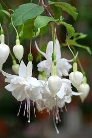 White Fuchsia Flower Seeds Heirloom Non-GMO High Germination Organic Garden Seeds for Planting