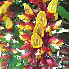 Red Yellow Mysorensis Flower Seeds for Planting – Heirloom Non-GMO High Germination Organic Garden Seeds
