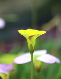 Oxalis Flower Seeds Yellow – Heirloom, Non-GMO, High Germination Seeds
