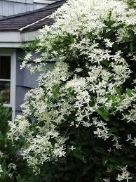White Clematis Vitalba Flower Seeds – Heirloom, Non-GMO, High Germination Organic Garden Seeds for Planting